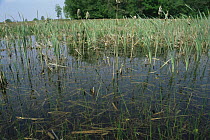 Pool frogs (Rana lessonae) at surface of peat bog lake, Holland