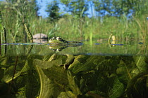 Split level view of European edible frog (Rana esculenta) at pond surface, Holland