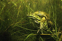 European edible frogs mating underwater (Rana esculenta) Holland