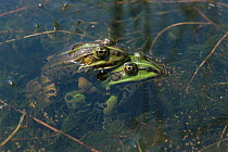 European edible frogs mating at surface (Rana esculenta) Holland