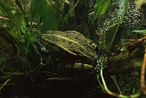 European edible frogs spawning underwater (Rana esculenta) Holland