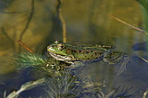 European edible frog (Rana esculenta) Holland