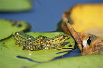 European edible froglets (Rana esculenta) on lily pad, Holland