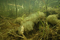 Common frog eggs (Rana temporaria) on bottom of pond, Zwolle, Holland