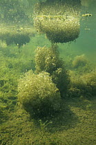 Common frog eggs (Rana temporaria) underwater, Holland