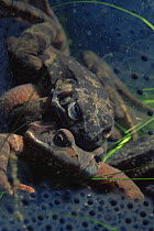 Common frogs (Rana temporaria) mating amongst frogspawn, Holland