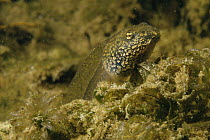 Common frog tadpole (Rana temporaria) in sand-winning pit, Holland