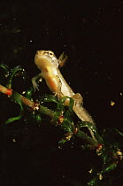 Larva of Smooth newt (Triturus vulgaris) with external gills visible, Holland