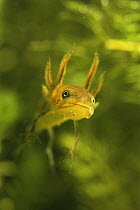 Great crested newt larva (Triturus cristatus) Holland