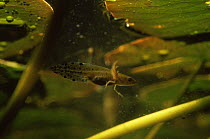 Great crested newt larva (Triturus cristatus) just below garden pond surface, Holland