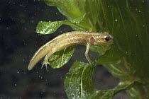 Young Smooth newt (Triturus vulgaris) Holland