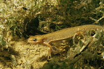 Female Smooth newt (Triturus vulgaris) Holland