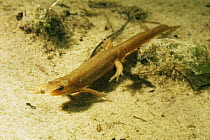 Female Smooth newt (Triturus vulgaris) Holland