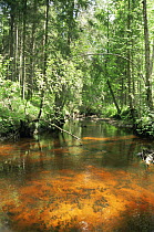 Freshwater pearl mussels (Margaritifera margaritifera) in river, East Latvia