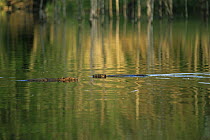 Two Eurasian beavers (Castor fiber) swimming at lake surface, West Latvia