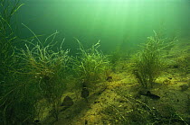 Pondweed (Potamogeton sp) covered with colonies of Bellanimacules (Vorticella), in sand-winning pit, Holland
