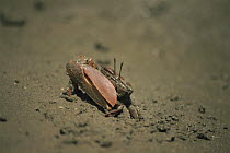 Fiddler crab (male Uca genus) on muddy coast near Paramaribo, Suriname