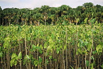 Swamp habitat with Mokomoko plants (Montrichardia arborescens), North Suriname . 2003.