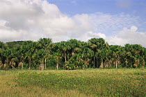 Wet clay savanna with Mokomoko swamp (Montrichardia arborescens) and Mauritius palm trees (Mauritia flexuosa) in background, North Suriname . 2003.