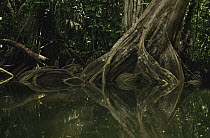 Pterocarpus officinalis tree along river in North Suriname . 2003.