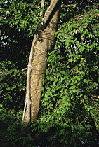 Strangler fig growing up tree in tropical rainforest, Central Surinam Nature Reserve, Suriname . 2003.