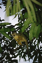 Common squirrel monkey in tree (Saimiri sciureus) Central Suriname Nature Reserve, Suriname . 2003.