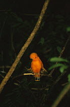 Cock of the rock (Rupicola rupicola) Central Suriname Nature Reserve, Suriname . 2003.