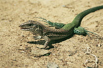 Lizard {Ameiva ameiva} Central Suriname Nature Reserve, Suriname