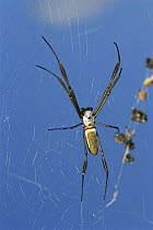 Web spider (Nephila sp) Central Suriname Nature Reserve, Suriname. 2003.