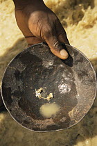 Gold nuggets found in Goldmine, Suriname . 2003.