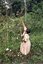 Amerindian woman harvests Cotton from tree,  village in North Suriname . 2003.