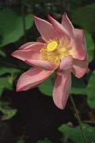Red lily flowering (Nelumbo nucifera) Lotus nursery in North Suriname . 2003.
