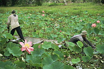 Man harvesting Red lily lotus flowers (Nelumbo nucifera) Lotus Nursery, North Suriname . 2003.
