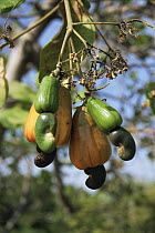 Ripening Cashew nuts (Anacardium occidentale) nut hangs under the sweet fruit, North Suriname . 2003.