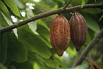 Cocoa fruit (Theobroma cacao) the white beans sit inside the hanging fruit, Suriname . 2003.