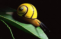 Land snail {Polymita picta} endemic to the far East of Cuba near Baracoa, very useful for coffee growth because it eats the fungi on the coffee plant. 1993.