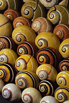 Shells of the Land snail {Polymita picta} showing colour variation, endemic to the far East of Cuba near Baracoa, very useful for coffee growth because it eats the fungi on the coffee plant. 1993.