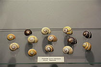 Shells of the Land snail {Polymita picta} showing colour variation, endemic to the far East of Cuba near Baracoa, Museum of Holguin, Cuba   1993.