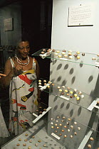 Woman viewing shells of the Land snail {Polymita picta} showing colour variation, endemic to the far East of Cuba near Baracoa, Museum of Holguin, Cuba   1993.