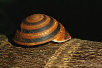 Land snail (unknown species) Cuba 1993.