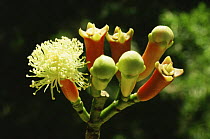 Clove in flower with ripe seeds (Syzygium aromaticum) the seeds will be dried before use,  Ambon, Indonesia