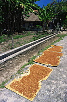 Clove seeds drying (Syzygium aromaticum) Ambon, Indonesia