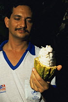 Cuban man holding open Cocoa fruit (Theobroma cacao) exposing white beans, which are fermentated and dried to get the good cocoa, Cuba 1993.
