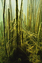 Egg strings of Common european toad (Bufo bufo) strung along aquatic plants for good oxygen exchange, sand winning pit, Holland