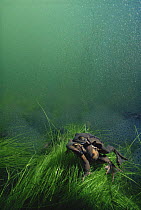 Common frogs (Rana temporaria) mating at bottom of pond, frogspawn behind, Holland