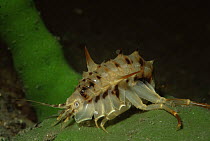 Gammarid isopod {Acanthogammarus victorii) endemic to Lake Baikal, Russia