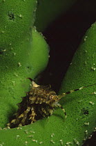 {Pallasea cancellus} Gammarid isopod endemic to Lake Baikal, Russia