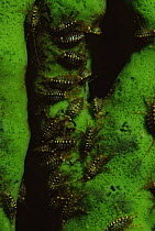{Brandtia parasitica} Gammarid amphipod endemic to Lake Baikal, always living on sponge, Lake Baikal, Russia