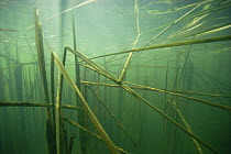 Underwater view of Greater bulrush (Typha latifolia) in autumn, Holland