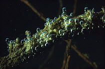 Oxygen bubbles on strand of algae on submerged branch, sand-winning pit, Holland